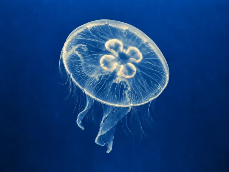 A translucent jellyfish suspended in dark water in the Cobalt Photogram style