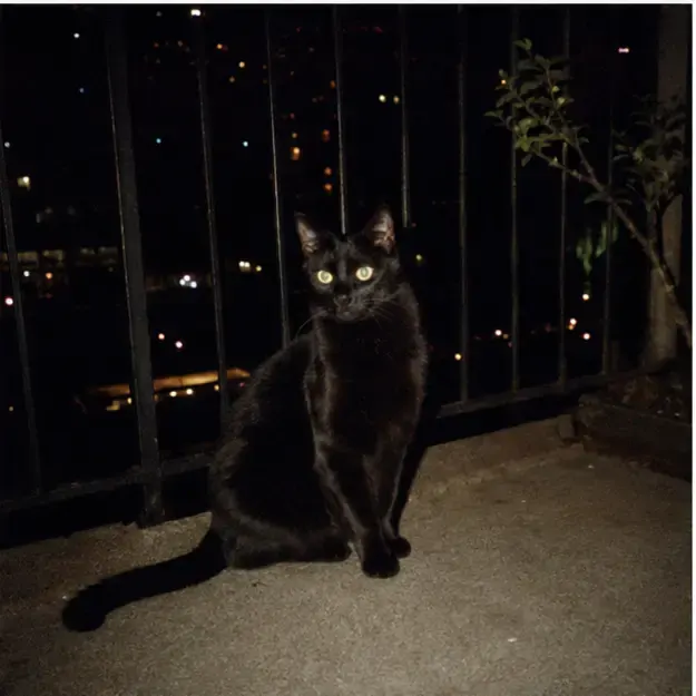 Black cat on a balcony in the Night Roll style
