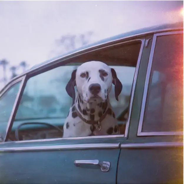 Dalmatian in a car in the Expired Roll style