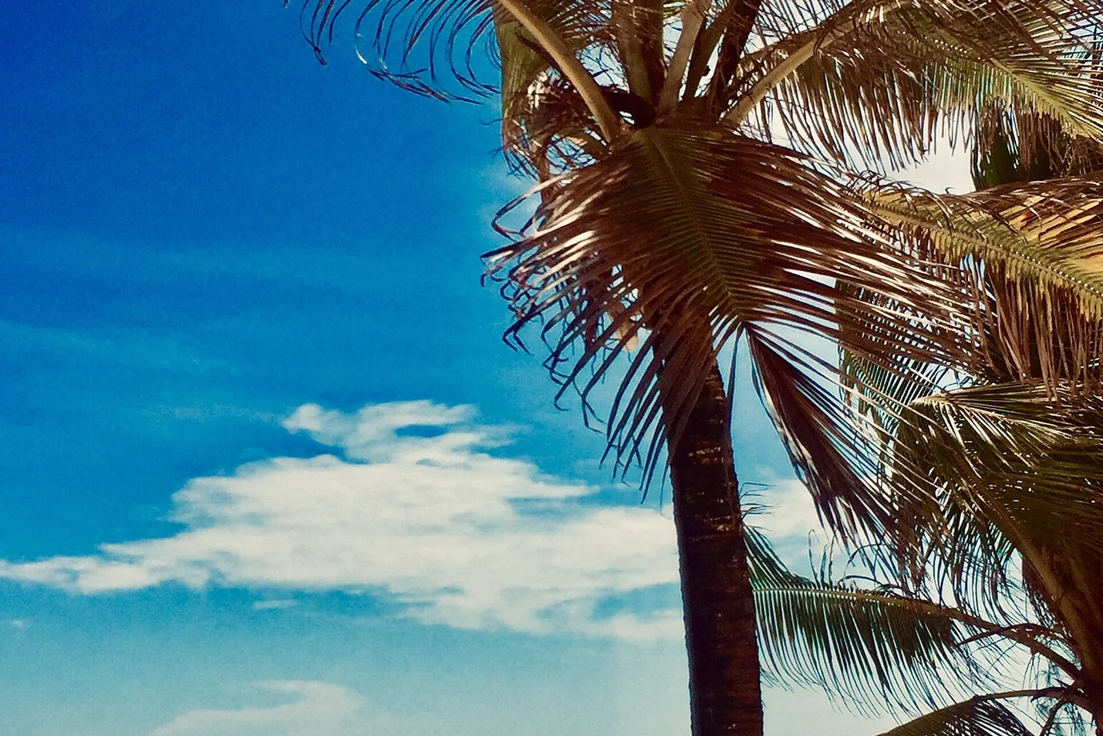 Original palm tree photo